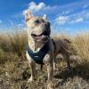 imageAir Frontier Mesh Dog Harness with and Reflective Dog Leash Set Reflective Stitching and Lightweight Breathable NoPull Design Adjustable Neck and Chest Straps for Small to Large Breeds  BUW MHarness Blue Mesh