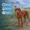 imageAir Frontier Mesh Dog Harness with and Reflective Dog Leash Set Reflective Stitching and Lightweight Breathable NoPull Design Adjustable Neck and Chest Straps for Small to Large Breeds  BUW MHarness Orange Mesh
