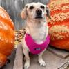 imageAir Frontier Mesh Dog Harness with and Reflective Dog Leash Set Reflective Stitching and Lightweight Breathable NoPull Design Adjustable Neck and Chest Straps for Small to Large Breeds  BUW MHarness Fuchsia Mesh