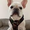 imageAir Frontier Mesh Dog Harness with and Reflective Dog Leash Set Reflective Stitching and Lightweight Breathable NoPull Design Adjustable Neck and Chest Straps for Small to Large Breeds  BUW MHarness Leash Set Camo Mesh