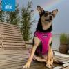 imageAir Frontier Mesh Dog Harness with and Reflective Dog Leash Set Reflective Stitching and Lightweight Breathable NoPull Design Adjustable Neck and Chest Straps for Small to Large Breeds  BUW MHarness Fuchsia Mesh