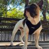 imageAir Frontier Mesh Dog Harness with and Reflective Dog Leash Set Reflective Stitching and Lightweight Breathable NoPull Design Adjustable Neck and Chest Straps for Small to Large Breeds  BUW MHarness Black Mesh