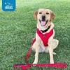 imageAir Frontier Mesh Dog Harness with and Reflective Dog Leash Set Reflective Stitching and Lightweight Breathable NoPull Design Adjustable Neck and Chest Straps for Small to Large Breeds  BUW MHarness Red Mesh