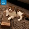 imageBest Pet Supplies Corrugated Cardboard Cat Scratcher Refill Pads Lounger and Fun Interactive Scratching Boards Claw Safe Durable Natural Recycled Materials Supports Active Play  DropletNarrow 4 Pack