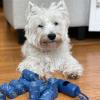 imageBest Pet Supplies Dog Poop Bags 150 Bags for Waste Refuse Cleanup Doggy Roll Replacements for Outdoor Puppy Walking and Travel Leak Proof and Tear Resistant Thick Plastic  Pink HeartBlue Unscented
