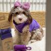 imageBest Pet Supplies Dog Poop Bags 150 Bags for Waste Refuse Cleanup Doggy Roll Replacements for Outdoor Puppy Walking and Travel Leak Proof and Tear Resistant Thick Plastic  Pink HeartPurple Lavender Scented