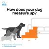 imageBest Pet Supplies Foldable Pet Stairs Cover for Foam Dog Ramps Replacement Slip with NonSlip Step Surface Plush and Soft Fabric Provides Paw Traction and Stability  Gray Lattice 2StepIvory