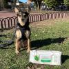 imageBest Pet Supplies Pet Wipes for Dogs  Dog Wipes Cleaning Deodorizing for Coats Ears Paws  Refreshing Cucumber 100 CountHydrating Aloe Vera