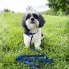 imageBest Pet Supplies Reflective Dog Collar with Adjustable Length HeavyDuty Buckle and Strong Leash DRing Training Walking Jogging Accessory for Small Medium and Large Breeds  Baby Blue MRoyal