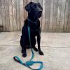 imageBest Pet Supplies Reflective Dog Collar with Adjustable Length HeavyDuty Buckle and Strong Leash DRing Training Walking Jogging Accessory for Small Medium and Large Breeds  Baby Blue MLeash Collar Set Turquoise