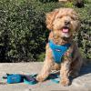 imageBest Pet Supplies Reflective Dog Collar with Adjustable Length HeavyDuty Buckle and Strong Leash DRing Training Walking Jogging Accessory for Small Medium and Large Breeds  Baby Blue MLeash Turquoise