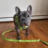 imageBest Pet Supplies Reflective Dog Collar with Adjustable Length HeavyDuty Buckle and Strong Leash DRing Training Walking Jogging Accessory for Small Medium and Large Breeds  Baby Blue MLime