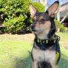 imageBest Pet Supplies Reflective Dog Collar with Adjustable Length HeavyDuty Buckle and Strong Leash DRing Training Walking Jogging Accessory for Small Medium and Large Breeds  Baby Blue MLeash Collar Set Lime Green