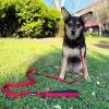imageBest Pet Supplies Reflective Dog Collar with Adjustable Length HeavyDuty Buckle and Strong Leash DRing Training Walking Jogging Accessory for Small Medium and Large Breeds  Baby Blue MLeash Red
