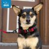 imageBest Pet Supplies Reflective Dog Collar with Adjustable Length HeavyDuty Buckle and Strong Leash DRing Training Walking Jogging Accessory for Small Medium and Large Breeds  Baby Blue MCollar Pink