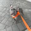 imageBest Pet Supplies Reflective Dog Collar with Adjustable Length HeavyDuty Buckle and Strong Leash DRing Training Walking Jogging Accessory for Small Medium and Large Breeds  Baby Blue MLeash Orange
