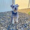 imageBest Pet Supplies Reflective Dog Collar with Adjustable Length HeavyDuty Buckle and Strong Leash DRing Training Walking Jogging Accessory for Small Medium and Large Breeds  Baby Blue MLeash Blue