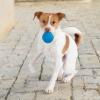 imageBest Pet Supplies Tough Dog Toys for Aggressive Chewers  Squeaky Dog Toys NonToxic Spiky Ball for Dental Health Interactive Toy Orange L35quotBlue