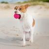 imageBest Pet Supplies Tough Dog Toys for Aggressive Chewers  Squeaky Dog Toys NonToxic Spiky Ball for Dental Health Interactive Toy Orange L35quotFuchsia  Green