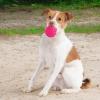 imageBest Pet Supplies Tough Dog Toys for Aggressive Chewers  Squeaky Dog Toys NonToxic Spiky Ball for Dental Health Interactive Toy Orange L35quotFuchsia