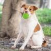 imageBest Pet Supplies Tough Dog Toys for Aggressive Chewers  Squeaky Dog Toys NonToxic Spiky Ball for Dental Health Interactive Toy Orange L35quotGreen