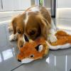 imageBest Pet Supplies Tough Dog Toys for Aggressive Chewers  Squeaky Dog Toys NonToxic Spiky Ball for Dental Health Interactive Toy Orange L35quotMulticolorRaccoon  Fox