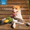 imageBest Pet Supplies Tough Dog Toys for Aggressive Chewers  Squeaky Dog Toys NonToxic Spiky Ball for Dental Health Interactive Toy Pack of 2 Blue Orange M25quotDuck Mystery Box