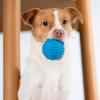 imageBest Pet Supplies Tough Dog Toys for Aggressive Chewers  Squeaky Dog Toys NonToxic Spiky Ball for Dental Health Interactive Toy Pack of 2 Blue Orange M25quotBlue  Orange