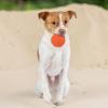 imageBest Pet Supplies Tough Dog Toys for Aggressive Chewers  Squeaky Dog Toys NonToxic Spiky Ball for Dental Health Interactive Toy Pack of 2 Blue Orange M25quotBlue  Orange