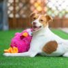 imageBest Pet Supplies Tough Dog Toys for Aggressive Chewers  Squeaky Dog Toys NonToxic Spiky Ball for Dental Health Interactive Toy Pack of 2 Blue Orange M25quotCluck Fuchsia