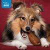 imageGigaBite Roasted Pig Ears for Dogs Natural and Healthy Chews Treats in Whole Slices or Sticks Safe for Puppies and Aggressive Chewers Clean Teeth and Gums  Pack of 100Whole Ears