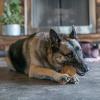 imageGigaBite Roasted Pig Ears for Dogs Natural and Healthy Chews Treats in Whole Slices or Sticks Safe for Puppies and Aggressive Chewers Clean Teeth and Gums  Pack of 100HalfCut