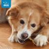 imageGigaBite Roasted Pig Ears for Dogs Natural and Healthy Chews Treats in Whole Slices or Sticks Safe for Puppies and Aggressive Chewers Clean Teeth and Gums  Pack of 100Slivers