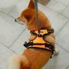 imageVoyager Dog Harness Dual Leash Attachment NoPull Control Adjustable Soft but Strong Pet Harness for Medium and Large Dogs with 3M Reflective Technology  Harness Leash Set Fuchsia MHarness Leash Set Orange Nylon