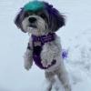 imageVoyager Dog Harness Dual Leash Attachment NoPull Control Adjustable Soft but Strong Pet Harness for Medium and Large Dogs with 3M Reflective Technology  Harness Leash Set Fuchsia MHarness Leash Set Purple Nylon