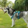 imageVoyager Dog Harness Dual Leash Attachment NoPull Control Adjustable Soft but Strong Pet Harness for Medium and Large Dogs with 3M Reflective Technology  Harness Leash Set Fuchsia MHarness Leash Set Turquoise Nylon