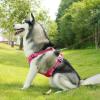 imageVoyager Dog Harness Dual Leash Attachment NoPull Control Adjustable Soft but Strong Pet Harness for Medium and Large Dogs with 3M Reflective Technology  Harness Leash Set Fuchsia MHarness Leash Set Fuchsia Nylon