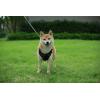 imageVoyager No Pull Dog Harness for Large Dogs Dual Leash Attachments Adjustable Soft but Strong Pet Harness with 3M Reflective Technology Lime Green Nylon M Chest 2025quotHarness Black Nylon