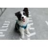 imageVoyager No Pull Dog Harness for Large Dogs Dual Leash Attachments Adjustable Soft but Strong Pet Harness with 3M Reflective Technology Lime Green Nylon M Chest 2025quotHarness Turquoise Nylon