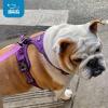imageVoyager No Pull Dog Harness for Large Dogs Dual Leash Attachments Adjustable Soft but Strong Pet Harness with 3M Reflective Technology Lime Green Nylon M Chest 2025quotHarness Purple Lattice Nylon