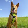 imageVoyager No Pull Dog Harness for Large Dogs Dual Leash Attachments Adjustable Soft but Strong Pet Harness with 3M Reflective Technology Lime Green Nylon M Chest 2025quotHarness Lime Green Nylon