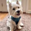 imageVoyager No Pull Dog Harness for Large Dogs Dual Leash Attachments Adjustable Soft but Strong Pet Harness with 3M Reflective Technology Lime Green Nylon M Chest 2025quotHarness Turquoise Nylon