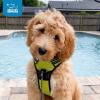 imageVoyager No Pull Dog Harness for Large Dogs Dual Leash Attachments Adjustable Soft but Strong Pet Harness with 3M Reflective Technology Lime Green Nylon M Chest 2025quotHarness Lime Green Nylon