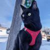imageVoyager StepIn Air Dog Harness  All Weather Mesh Reflective No Pull Harness for Small Medium Dogs Cats  Secure with Hook ampamp Loop Fastener Buckle Double DRings  RedBlack Trim LHarness RedBlack Trim