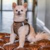 imageVoyager StepIn Plush Dog Harness  Soft Plush Step In Vest Harness for Small and Medium Dogs by Best Pet Supplies  Harness Beige Plush M Chest 16  18quotHarness Chocolate Suede