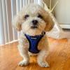 imageVoyager StepIn Plush Dog Harness  Soft Plush Step In Vest Harness for Small and Medium Dogs by Best Pet Supplies  Harness Beige Plush M Chest 16  18quotHarness Royal Blue Faux Leather