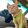 imageVoyager Stepin Air Cat Leash Harness Set  All Weather Mesh Step in Vest Harness for Small and Large Cats by Best Pet Supplies  Pink XXS Chest 12135quotLime Green