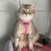imageVoyager Stepin Air Cat Leash Harness Set  All Weather Mesh Step in Vest Harness for Small and Large Cats by Best Pet Supplies  Pink XXS Chest 12135quotPink