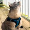 imageVoyager Stepin Plush Dog Harness  Soft Plush Step in Vest Harness and Reflective Dog 5 ft Leash Combo with Neoprene Handle for Small and Medium Dogs by Best Pet Supplies Set Black Plush SHarness Leash Set Turquoise Plush