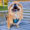 imageVoyager Stepin Plush Dog Harness  Soft Plush Step in Vest Harness and Reflective Dog 5 ft Leash Combo with Neoprene Handle for Small and Medium Dogs by Best Pet Supplies Set Black Plush SHarness Leash Set Turquoise Plush